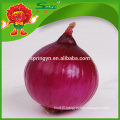 Fresh onions/Fresh yellow onion wholesale